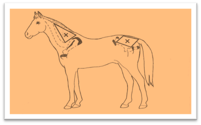 Fig.3: Injecting sites of snake venom Ag for horse immunity