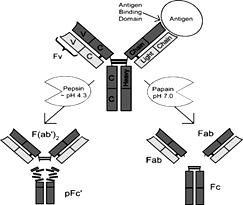 Fig.4: Illustration of AV F(ab) and F(ab’)2 purifying techniques.