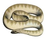 Hình.C.14: Đẹn mỏ (Enhydrina schistosa)