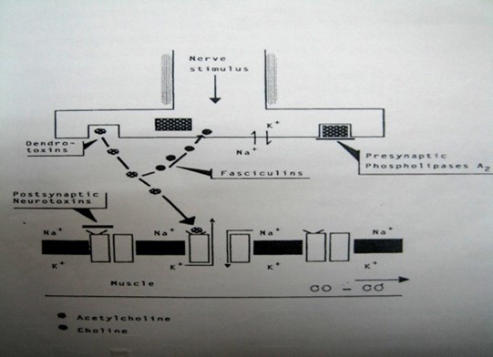 Hình.C.24: Cơ chế bệnh sinh liệt thần kinh-cơ do nọc rắn Hổ