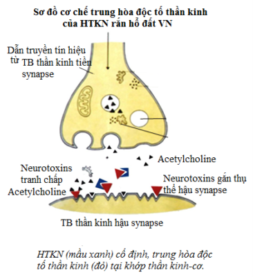 Hình.C.26: Sơ đồ minh hoạ HTKN trung hoà nọc rắn Hổ